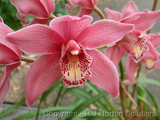 Cymbidium Pink 